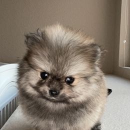 Pomeranian Puppies from Truly Pomeranian