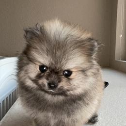 Pomeranian Puppies from Truly Pomeranian