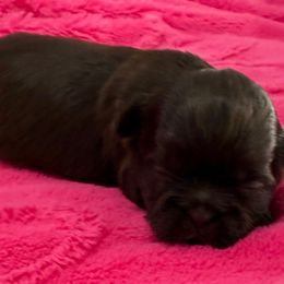 Charlotte - Chocolate female Shih Tzu puppy in Stafford, Virginia from Bayview Pups
