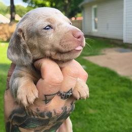 Skylar - Dapple female Dachshund puppy in Jackson, Tennessee from BlackPine Kennels