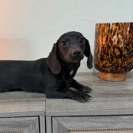 Bruce - Black male Dachshund puppy in Waycross, Georgia from Southern Paws
