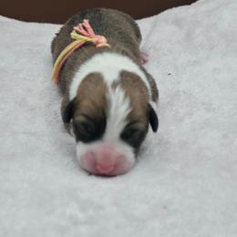 Gouda - Sable male Pembroke Welsh Corgi puppy in Charleroi, Pennsylvania from Twilight Hollow Corgis
