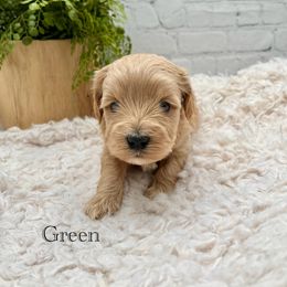 Maltipoo Puppies from Grassy Meadow Pups