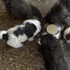 Karakachan Puppies from Dominion Farms Karakachans