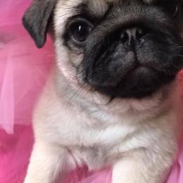 Pug Puppies from Pickwick Pugs
