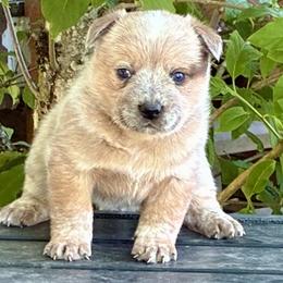L64-04 - Red speckled male Australian Cattle Dog puppy in Sheridan, Oregon from 6pk Cattledogs