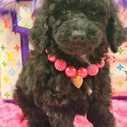 Alana - Black female Goldendoodle puppy in Cooper City, Florida from Jenny La Bone
