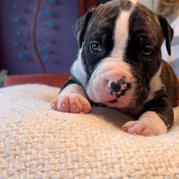 Bo - Black brindle male American Staffordshire Terrier puppy in Cloverdale, Indiana from Woodshire American Staffordshire Terrier’s