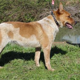 Australian Cattle Dogs and Chihuahuas from Cherished Chihuahuas
