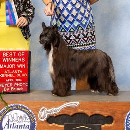 Poodles from BryMar Poodles, Chinese Crested & Russian Toys