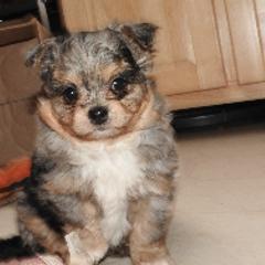 Pomeranians and Shichons from Smallstar Puppys