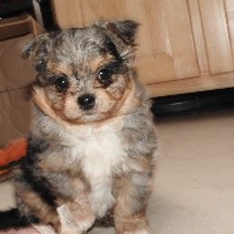 Pomeranians and Shichons from Smallstar Puppys
