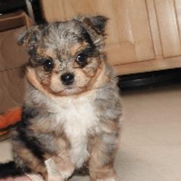 Pomeranians and Shichons from Smallstar Puppys