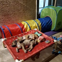 Rhodesian Ridgeback Puppies from Aziza Ridgebacks