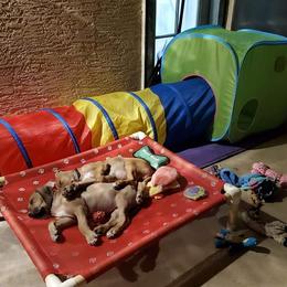 Rhodesian Ridgeback Puppies from Aziza Ridgebacks