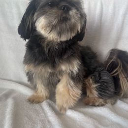 Chachi - Shih Tzu