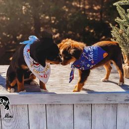 Miniature Australian Shepherds and Toy Australian Shepherds from Fireside Toy & Mini Aussies