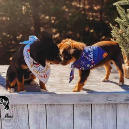 Miniature Australian Shepherds and Toy Australian Shepherds from Fireside Toy & Mini Aussies