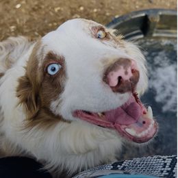 Leo - Border Collie