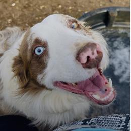 Leo - Border Collie