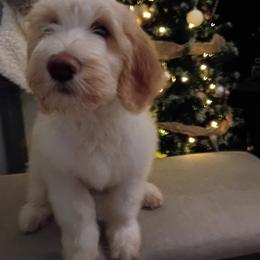 White Girl - Parti female Goldendoodle puppy in Palm Bay, Florida from Costa's Curly Canines
