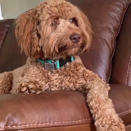 Australian Labradoodles from New Era Labradoodles