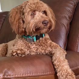 Australian Labradoodles from New Era Labradoodles