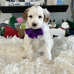 Purple Collar Female - Parti female Goldendoodle puppy in Bradenton, Florida from Suncoast Goldendoodles