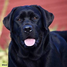 Labrador Retrievers from Rushmere Labradors