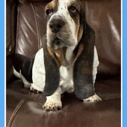 Girl 4 - Black white and brown Basset Hound puppy in Columbia, South Carolina from Pawmetto Hounds