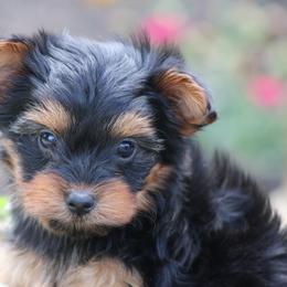 Bethany - Black and tan female Yorkshire Terrier puppy in Hughesville, Missouri from Puppykiss4u