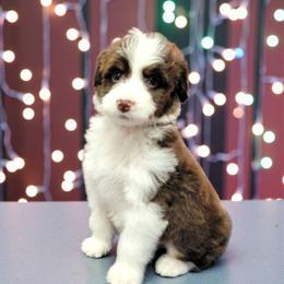 Butterfingers - Brown and white male Aussiedoodle puppy in Boonville, North Carolina from Branch Creek kennels
