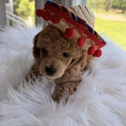 Pekingese, Poodle, and Shih Tzu Puppies from Happy puppies