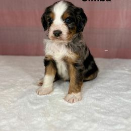 Simba - Blue merle male Bernedoodle puppy in Sugarcreek, Ohio from Cuddly Companion Doodles