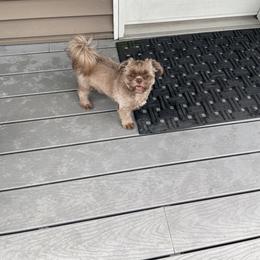 Finnegan - Liver male Shih Tzu puppy in Danbury, Connecticut from Dempsey’s Darlings
