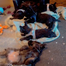 Blessing - Brindle female Scottish Terrier puppy in Mancelona, Michigan from Stefany Farm of Happiness