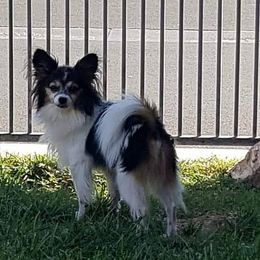Papillon Puppies from AZSunshine K9's