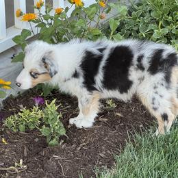 Jewlie's Blue Merle Girl 1 - Blue merle female Australian Shepherd puppy in Mt. Pleasant, Utah from WildeOak Aussies