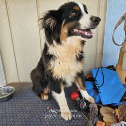 Nicholas - Black tri male Toy Australian Shepherd puppy in Snowflake, Arizona from Halfpint Aussies