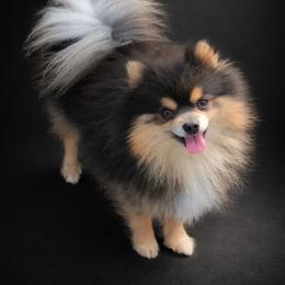 Prince - Blue and tan male Pomeranian puppy in Fultonville, New York from Sandy Aussies, Mini Dachshunds & Pomeranians