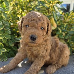 Aussiedoodle, Bernedoodle, Poodle, and Sheepadoodle Puppies from Draper Mountain Doodles