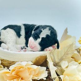 Girl 6 - Black and white female Sheepadoodle puppy in Pataskala And Thornville, Ohio from Four Front Doodles - Pataskala