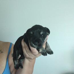 Light Blue - Black and silver female Miniature Schnauzer puppy in Thomasville, North Carolina from J&J's Future Horizons Kennel