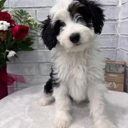 Juniper - Tri-color female Bernedoodle puppy in Jacksonville, Florida from Star of the Sea Doodles