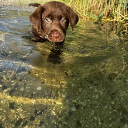 Labrador Retriever Puppies from Creekside Canines