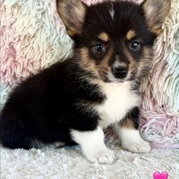 Tri Girl - Black and tan female Pembroke Welsh Corgi puppy in Bay Area, California from MJ's Corgis