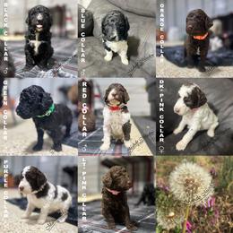 Poodle Puppies from Mahalo Meadow Farm