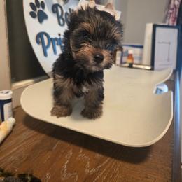 Oliver - Black and gold male Yorkshire Terrier puppy in Clermont, Florida from Bella's Prissy Butts