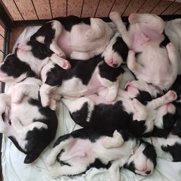 English Springer Spaniel Puppies from Brandywine Springers