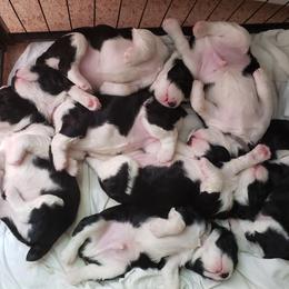 English Springer Spaniel Puppies from Brandywine Springers